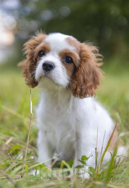 Собаки в Волгореченске: Bentley The most beautiful  Мальчик, 75 000 руб. - фото 1