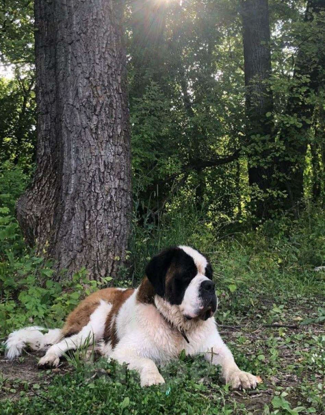 Собаки в Курске: Сенбернар кобель для вязки  Мальчик, 55 000 руб. - фото 4