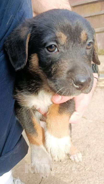 Собаки в Лобне: Отдам щенка даром Мальчик, Бесплатно - фото 1