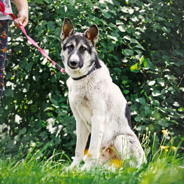 Собаки в Сергиеве Посаде: Аша якутенок Девочка, Бесплатно - фото 6