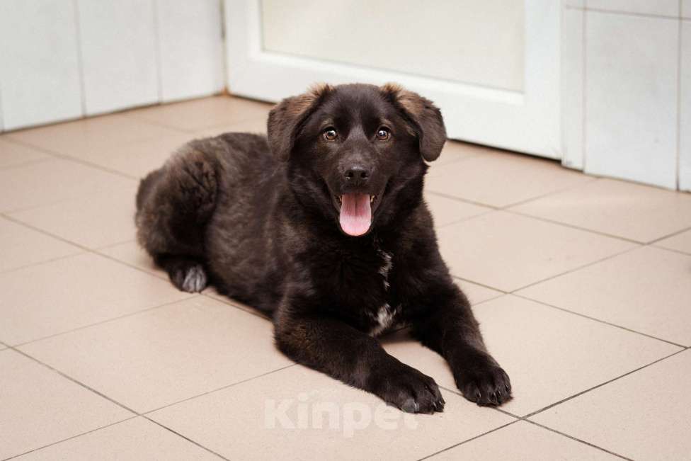 Собаки в Москве: Рокси, 4 месяца ищет дом! Девочка, Бесплатно - фото 8