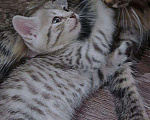 Кошки в Снежногорске: Котята в добрые руки, Бесплатно - фото 6