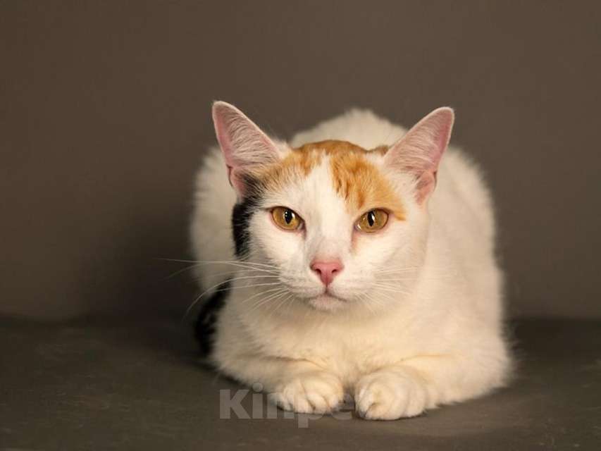 Кошки в Москве: Ласковая и нежная кошечка Снежинка ищет дом Девочка, 10 руб. - фото 7