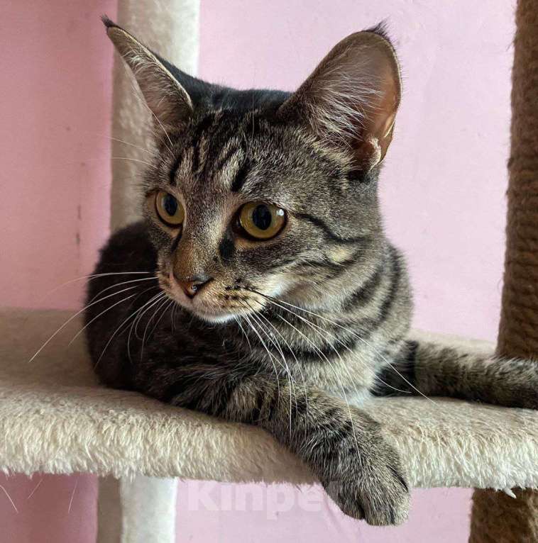 Кошки в Москве: По кошечке Алиске ни одного звоночка 💔 Девочка, Бесплатно - фото 4