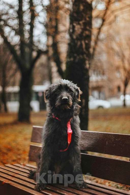 Собаки в Москве: Бородатик Соня ищет дом Девочка, 1 руб. - фото 4