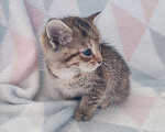 Кошки в Москве: Котенок   в добрые руки Девочка, Бесплатно - фото 4