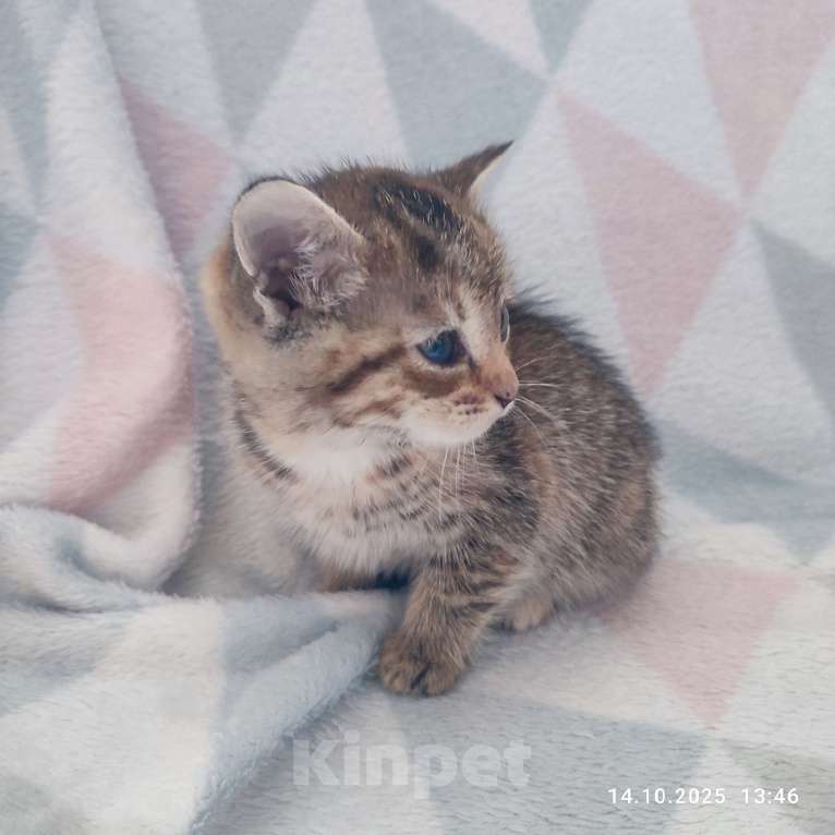 Кошки в Москве: Котенок   в добрые руки Девочка, Бесплатно - фото 4