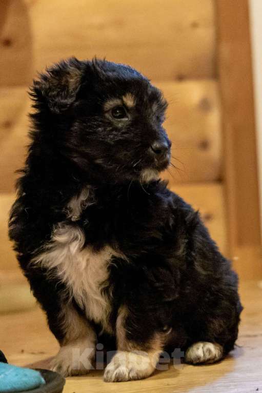 Собаки в Москве: Щенки метисы ищут дом Девочка, Бесплатно - фото 5