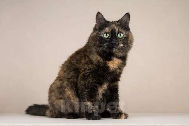 Кошки в Мытищах: Кошка красотка Флекса в добрые руки  Девочка, Бесплатно - фото 5