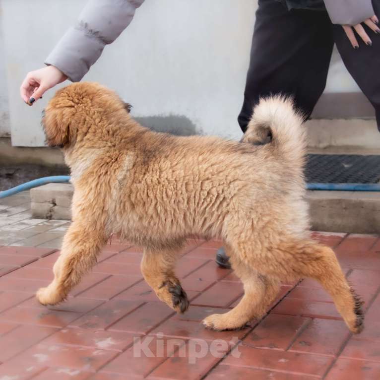 Собаки в Москве: Булка Девочка, Бесплатно - фото 3