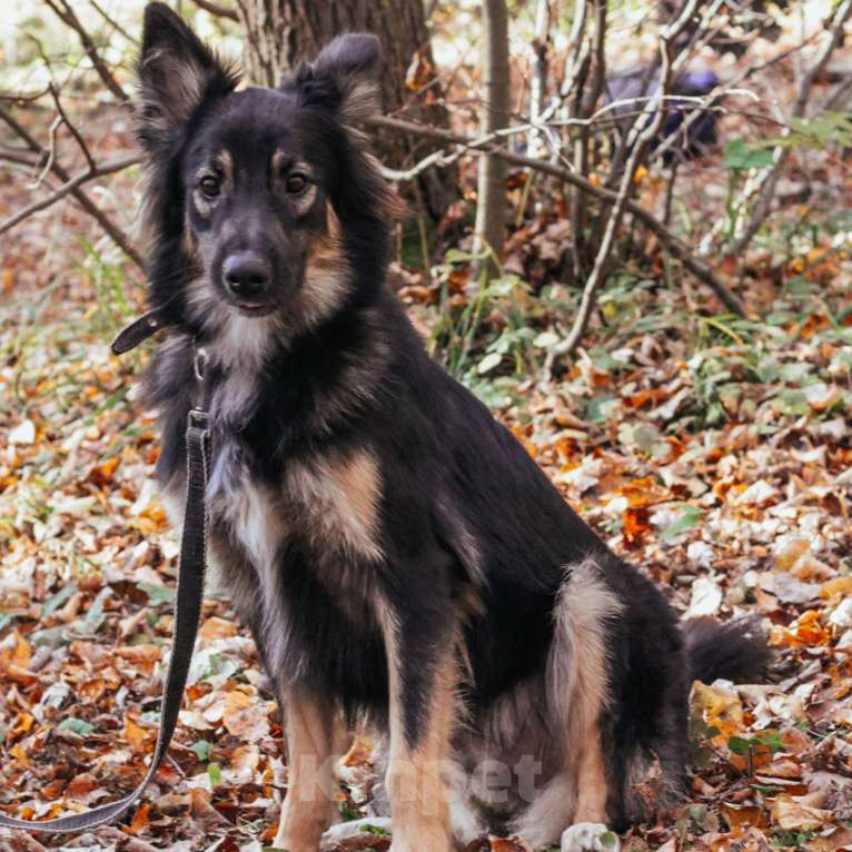 Собаки в Москве: Ролекс Мальчик, Бесплатно - фото 2