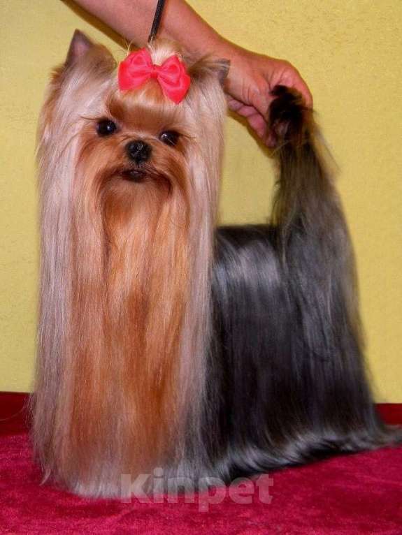 Собаки в Королеве: Йорк мини девочка  Девочка, 80 000 руб. - фото 7