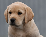 Собаки в Калуге: Палевая девочка лабрадора высокого качества из питомника РКФ/FCI Девочка, Бесплатно - фото 1