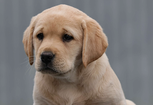 Палевая девочка лабрадора высокого качества из питомника РКФ/FCI