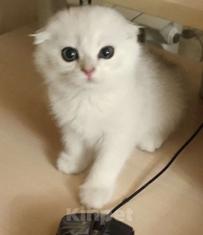 Кошки в Москве: Шотладский вислоухий котенок. Мальчик в эксклюзивной шикарной шубке. Скотишь фолд  Мальчик, 25 000 руб. - фото 2