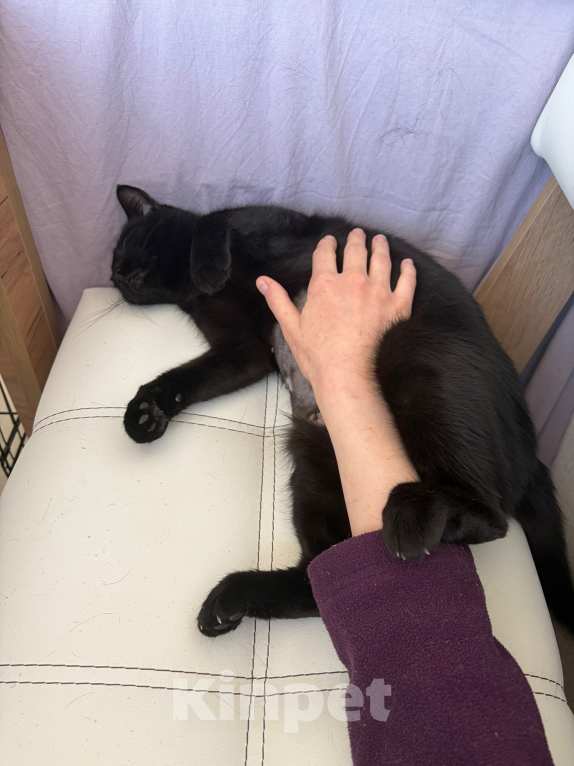 Кошки в Санкт-Петербурге: Черная кошка в добрые руки Девочка, Бесплатно - фото 7