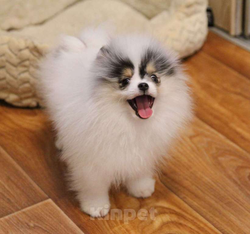 Собаки в Люберцах: Супер девочка шпица Девочка, 80 000 руб. - фото 6