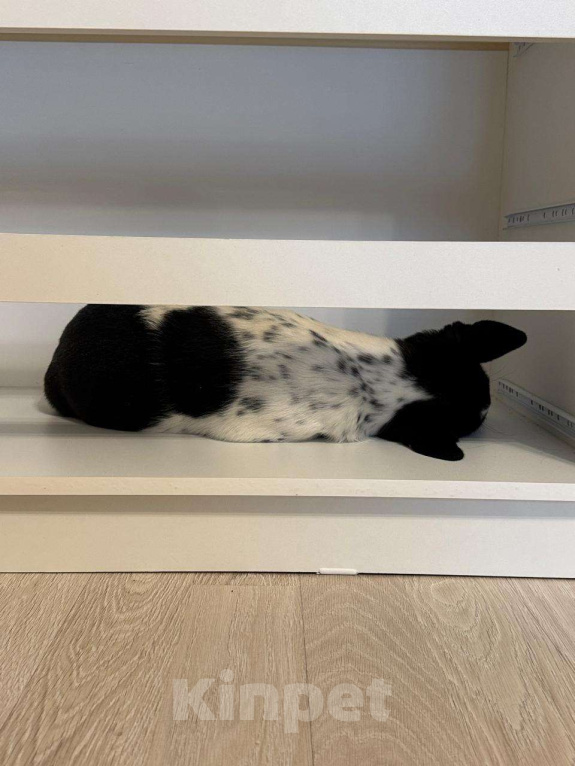 Собаки в Москве: Спайк якутенок Мальчик, Бесплатно - фото 1