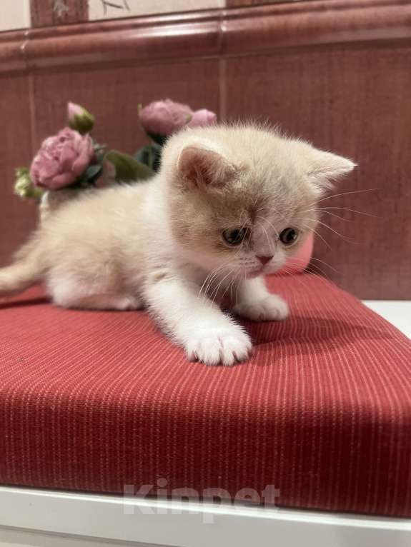 Кошки в Москве: Шотландские мальчики Мальчик, 35 000 руб. - фото 8