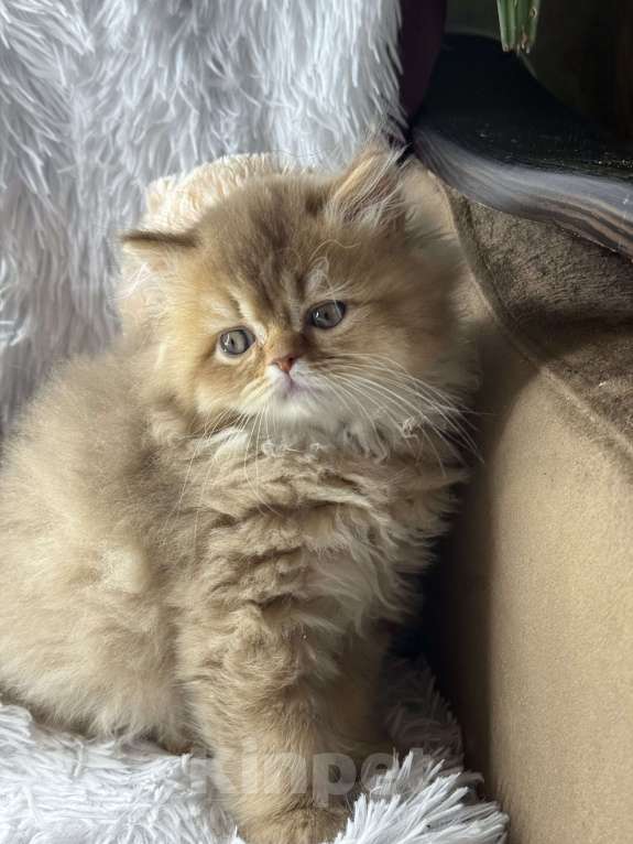 Кошки в Люберцах: Шотландские котята Девочка, Бесплатно - фото 3