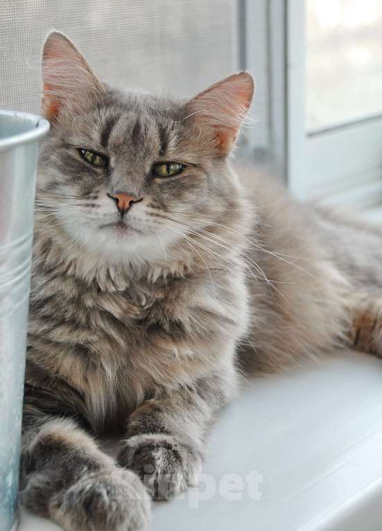 Кошки в Москве: Николь ищет дом!!! Девочка, Бесплатно - фото 3