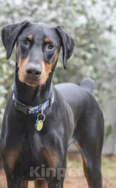 Собаки в Воронеже: Доберман Ева Девочка, 45 000 руб. - фото 6