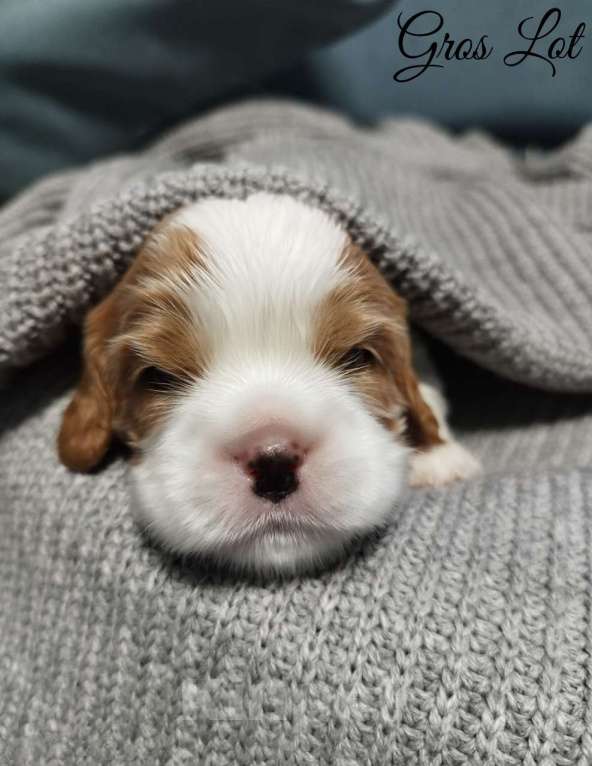 Собаки в Рязани: Кавалер кинг чарльз спаниель щенки Мальчик, 100 000 руб. - фото 2