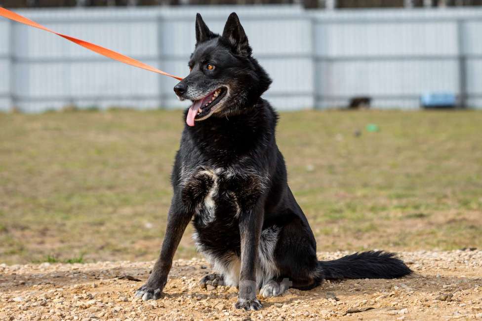 Собаки в Москве: Кама Девочка, Бесплатно - фото 17