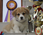 Собаки в Сочи: Великолепные щенки вельш корги пемброк Мальчик, 60 000 руб. - фото 9