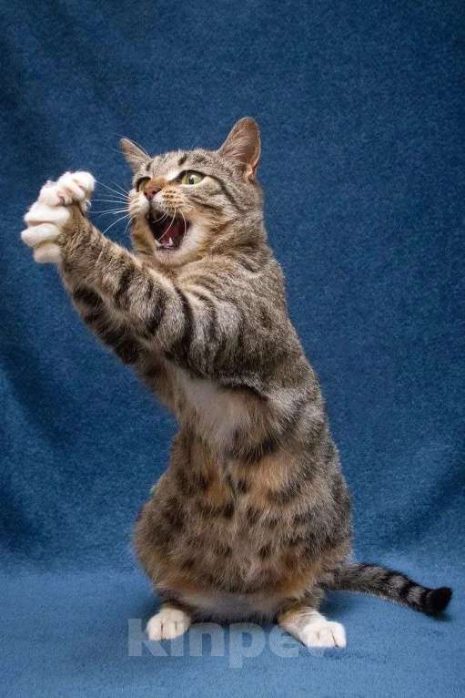 Кошки в Москве: Хвостатый источник позитива: Мирра ждет тебя Девочка, Бесплатно - фото 8