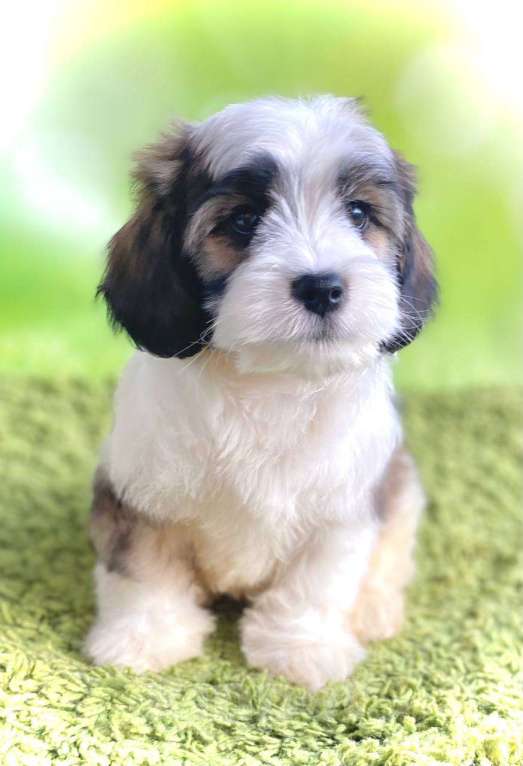 Собаки в Сергиеве Посаде: Симпатяга - Мальчик кавашон Мальчик, 60 000 руб. - фото 2