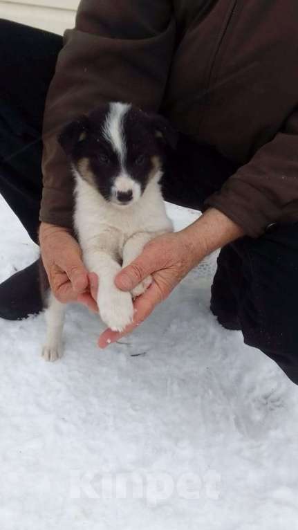 Собаки в Мыске: Щенок лайки Девочка, 800 руб. - фото 8