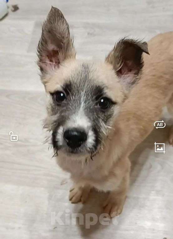 Собаки в Лосином-Петровском: Ханта якутенок из ледяного  подъезда Девочка, Бесплатно - фото 4