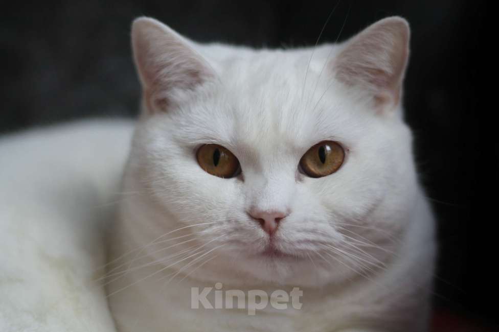 Кошки в Магнитогорске: Девочка британской породы белого окраса  Девочка, Бесплатно - фото 2