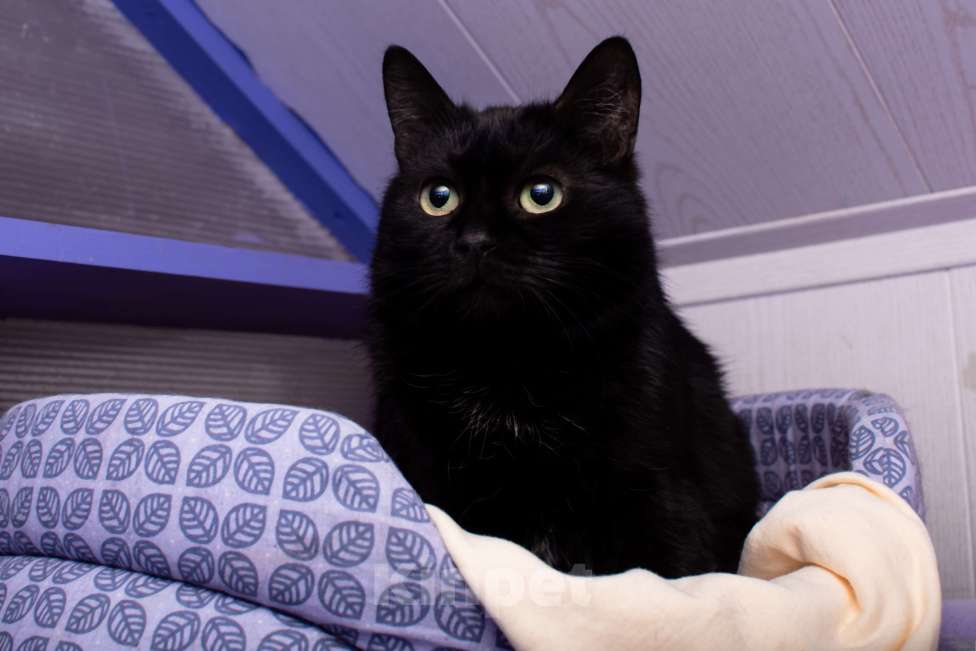 Кошки в Москве: Джоли: тихая кошка с холодной историей Девочка, Бесплатно - фото 3