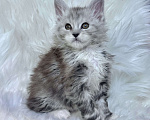 Кошки в Кудрово: Котенок мейн-кун, мальчик , шейдед линия Мальчик, 75 000 руб. - фото 1
