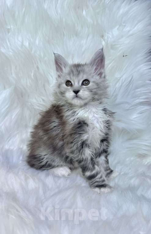 Кошки в Кудрово: Котенок мейн-кун, мальчик , шейдед линия Мальчик, 75 000 руб. - фото 1