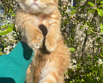 Кошки в Нижнем Новгороде: Шотландский котик Мальчик, 20 000 руб. - фото 6