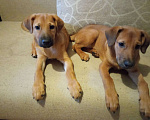 Собаки в Химках: Щенки в добрые руки Девочка, Бесплатно - фото 2