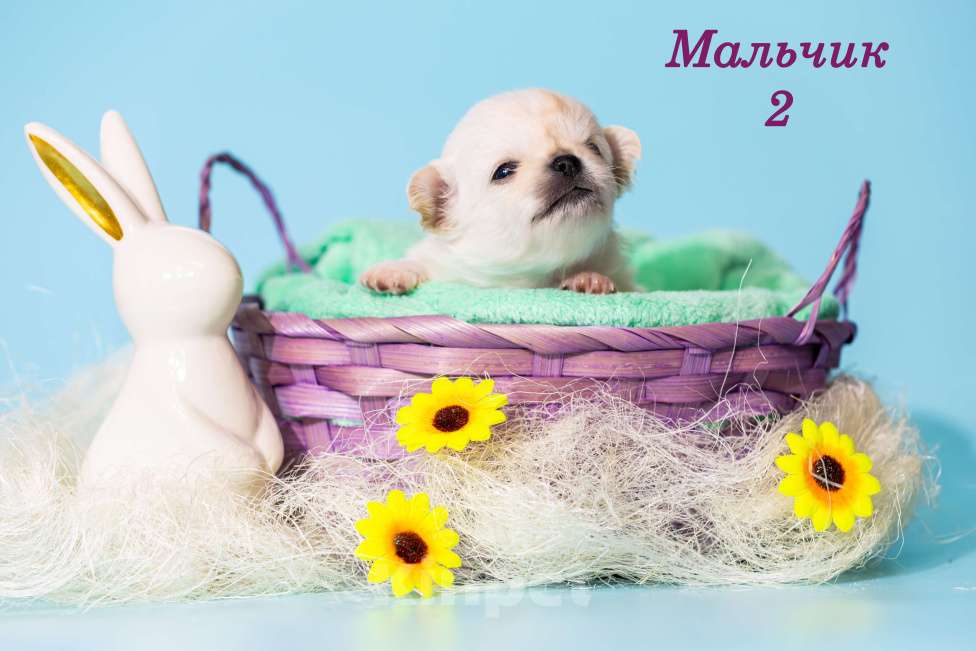 Собаки в Казани: Щенки чихуахуа Мальчик, 50 000 руб. - фото 3