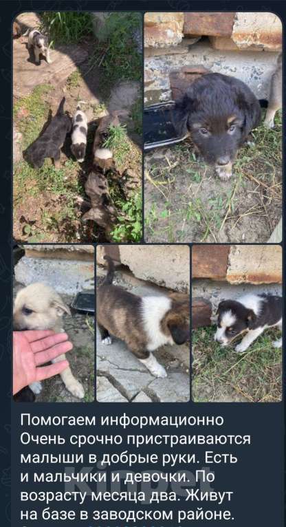 Собаки в Саратове: Кутенок Мальчик, Бесплатно - фото 2