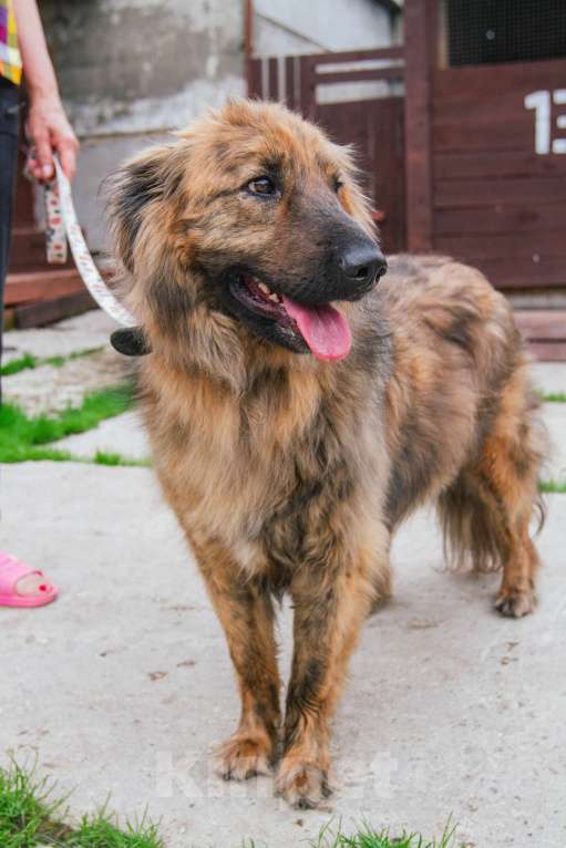 Собаки в Москве: Ласкуша Тигруля в поисках дома и хозяина. Мальчик, Бесплатно - фото 8