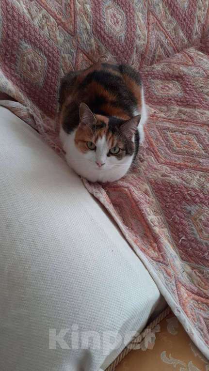 Кошки в других городах Московской области: Кошка Анфиса, примерно 3 года Девочка, Бесплатно - фото 9