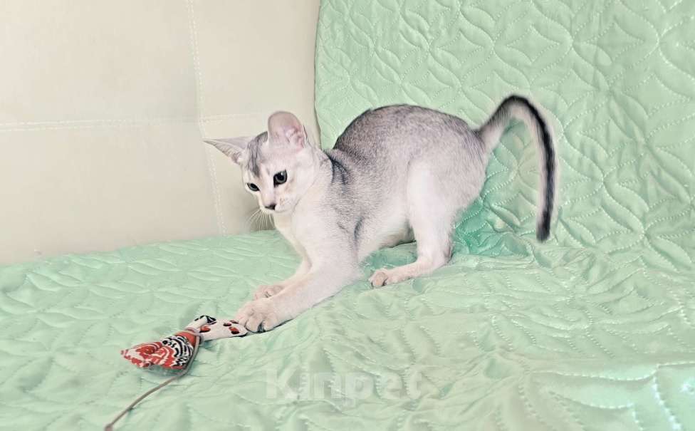 Кошки в Тюмени: Красивый котенок аби серебро Мальчик, 55 000 руб. - фото 8