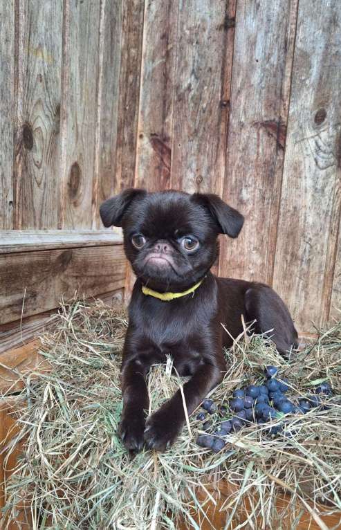 Собаки в Москве: Щенок пти брабансон Девочка, 130 000 руб. - фото 6