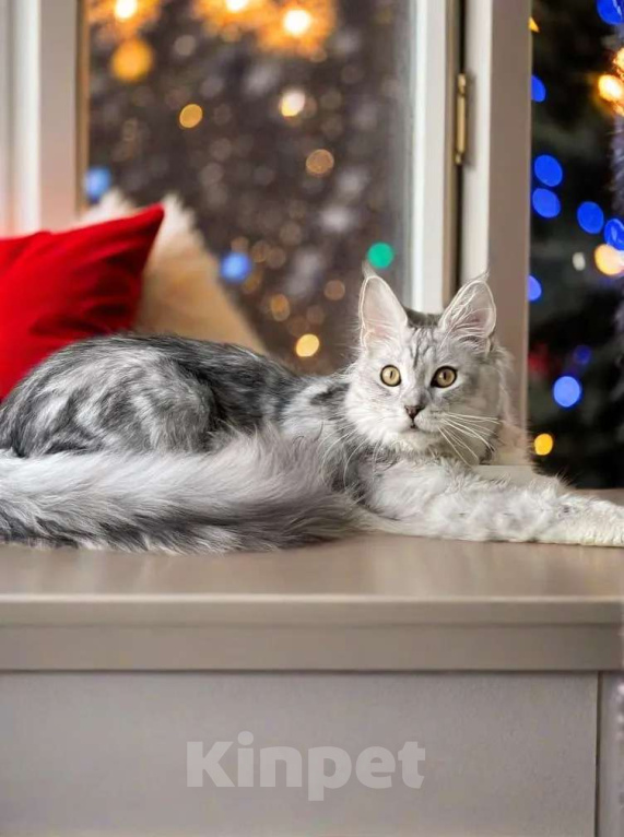 Кошки в Москве: КОТЯТА-МЕЙНКУНЯТА Девочка, 60 000 руб. - фото 5