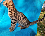 Кошки в Новосибирске: Великолепные котята  бенгальской породы Мальчик, 15 000 руб. - фото 2