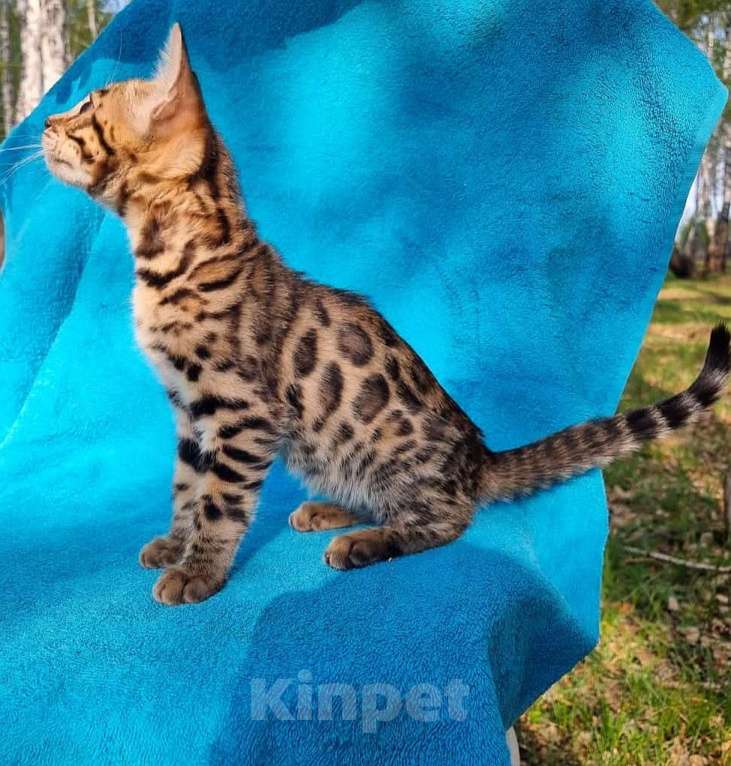 Кошки в Новосибирске: Великолепные котята  бенгальской породы Мальчик, 15 000 руб. - фото 2
