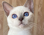 Кошки в Санкт-Петербурге: Тайский котёнок Девочка, 35 000 руб. - фото 1
