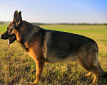 Собаки в Барнауле: Вязка, 1 руб. - фото 8